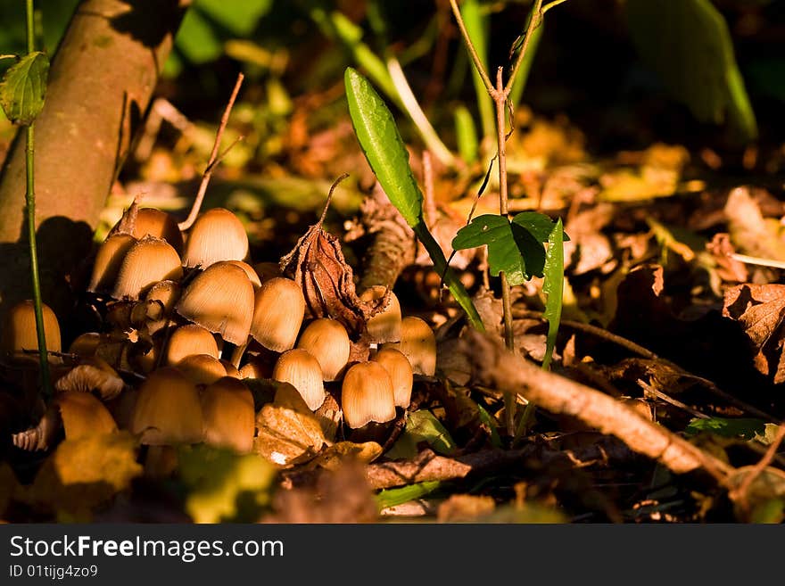 Fungi, mushrooms in a forest