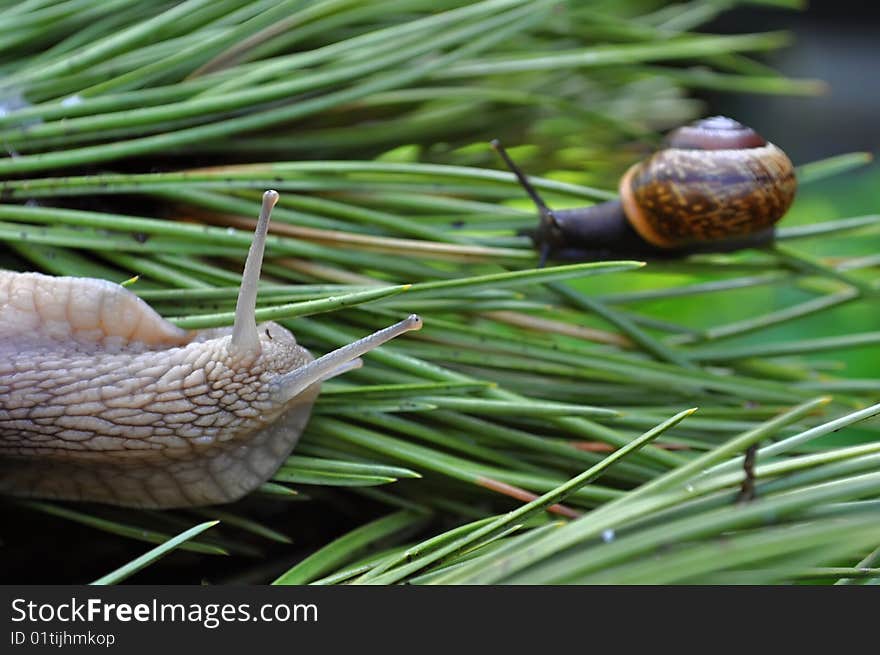 Small snail on summery garden