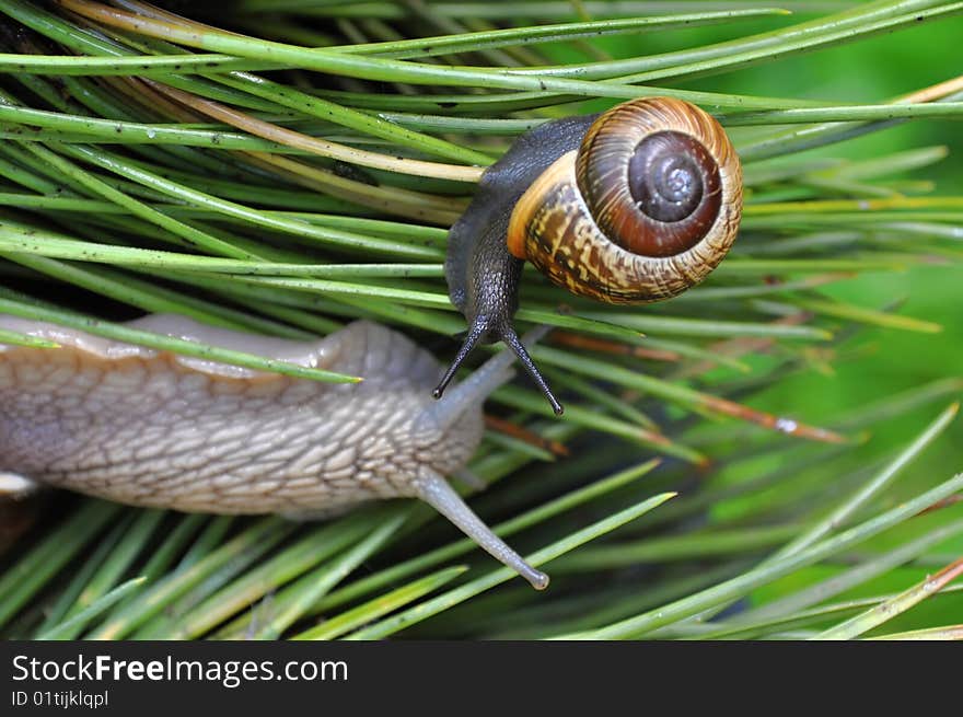 Small snail on summery garden