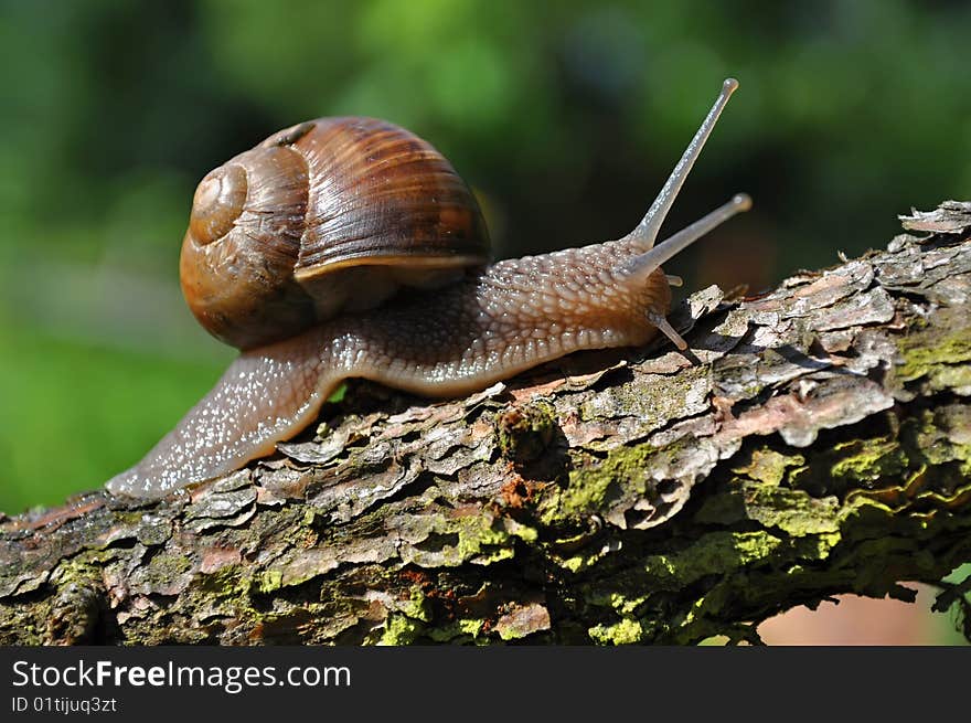 Small snail on summery garden