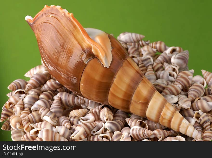 Sea cockleshells on a green background