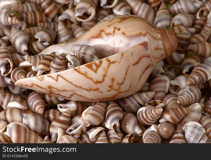 Seashells frame. Good for background.