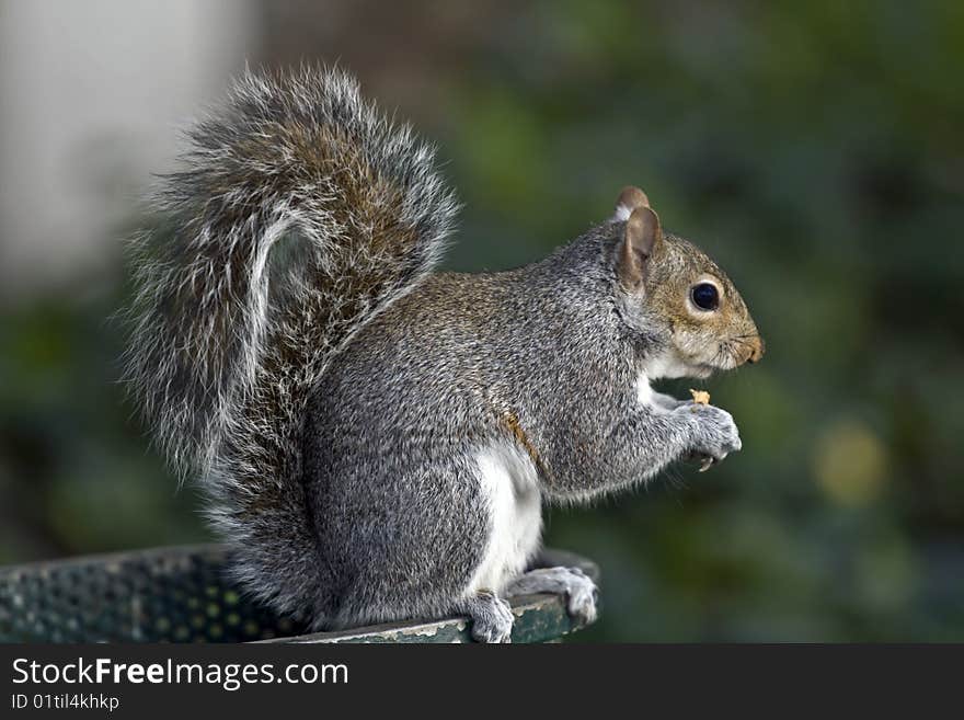 American red squirrel feeding