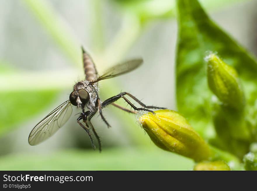 Dragonfly during jump and eating. Dragonfly during jump and eating