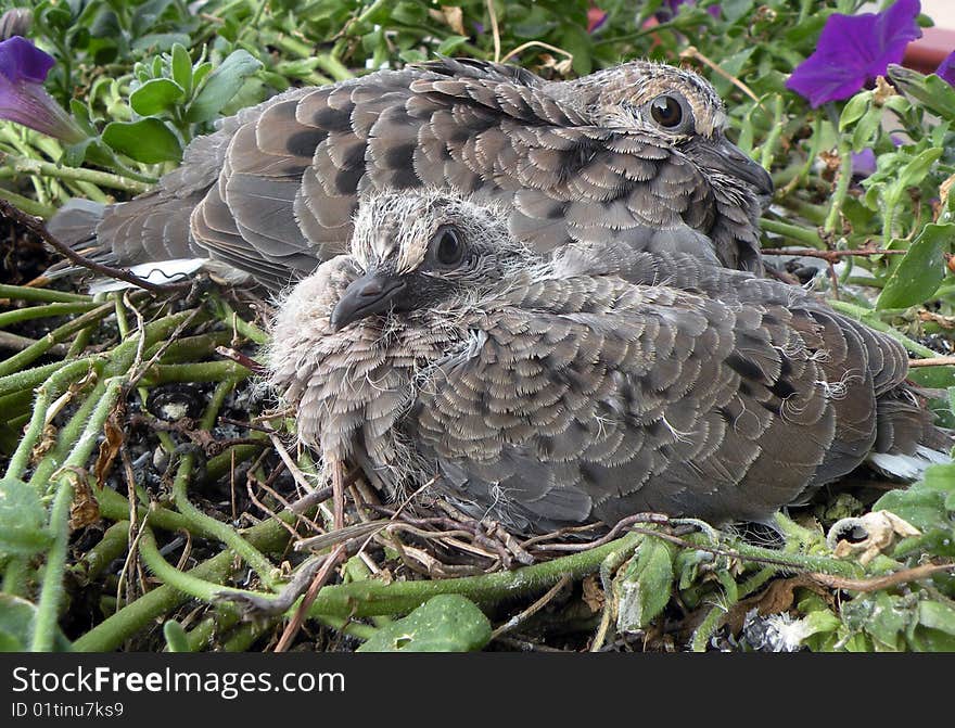 Baby Doves Giving Stinkeye