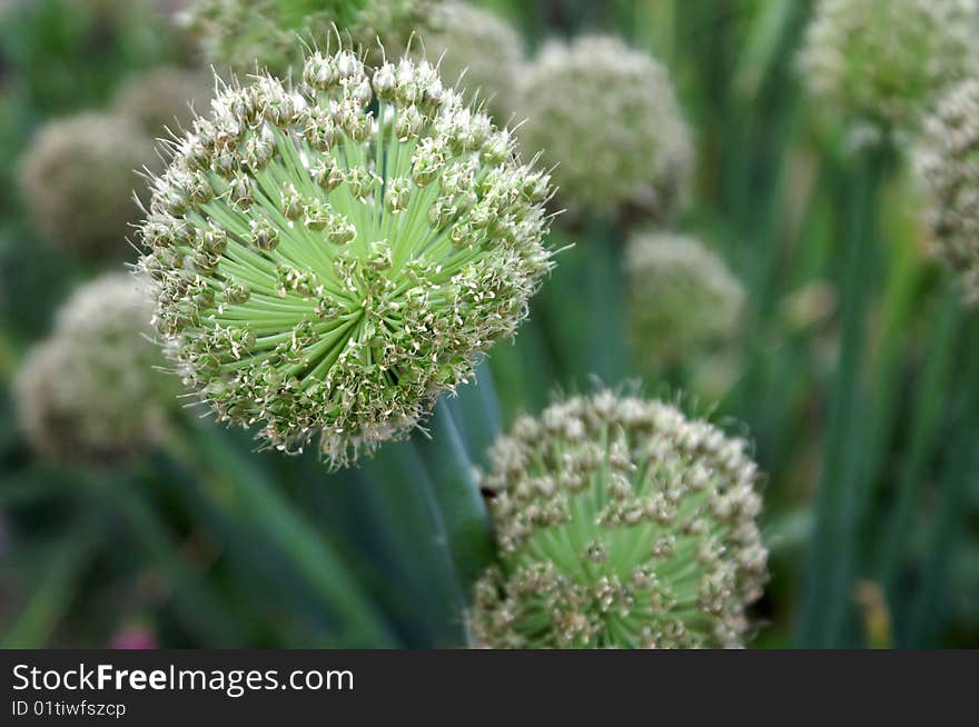 Green Japanese leek blossom