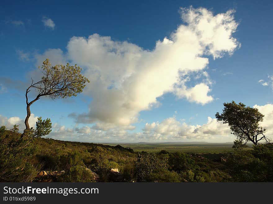 Two trees and clouds