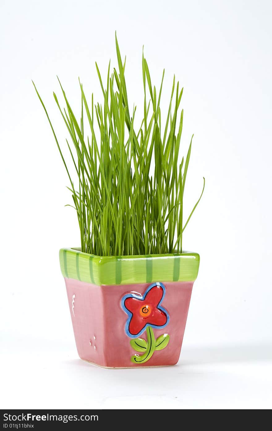 Wheatgrass in a pink pot