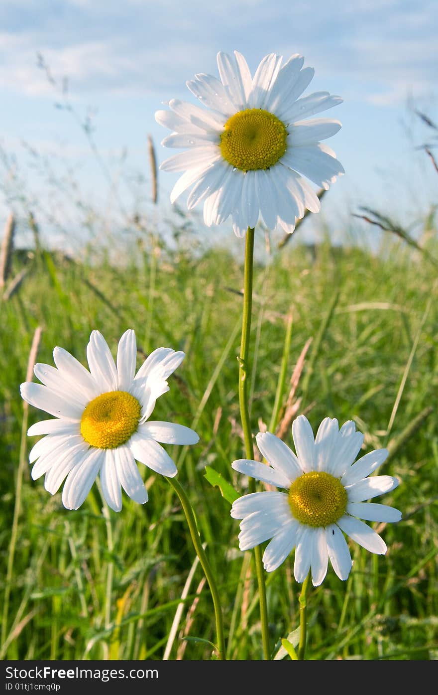 Three chamomiles on a meadow