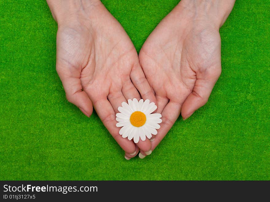 �amomile in feminine hand on green background. �amomile in feminine hand on green background