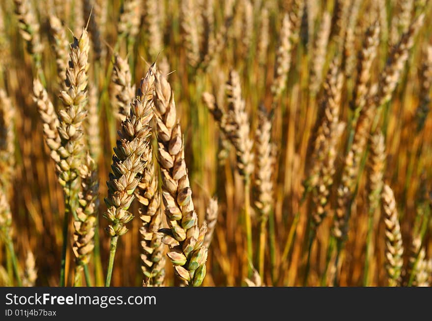 Field with corns on summer