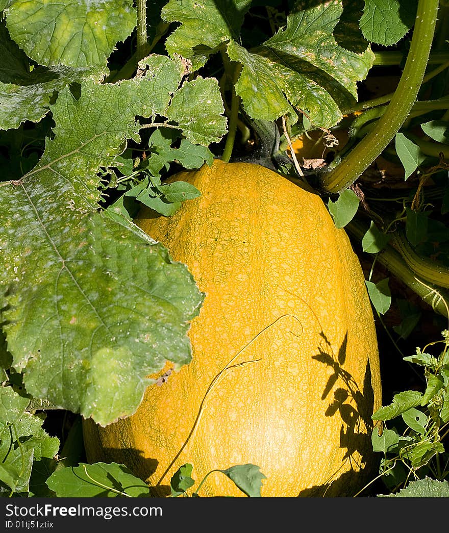 Pumpkin with leaf on the garden