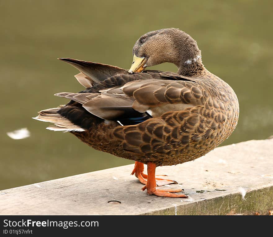 A Male Mallard Duck preening