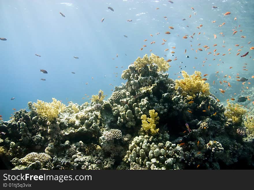 Coral And Fish