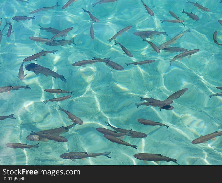 Fish school on the lake as background