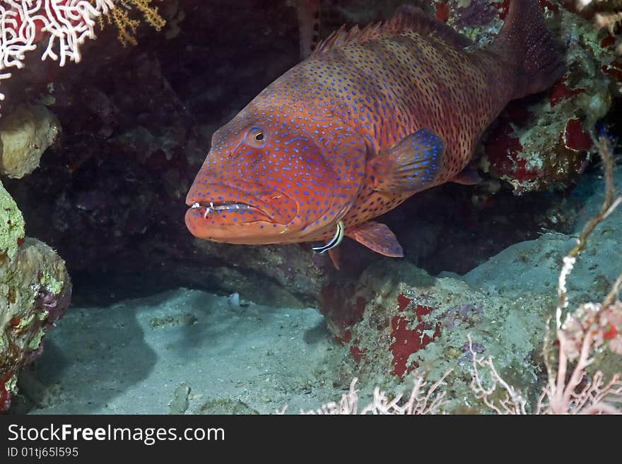 Coralgrouper