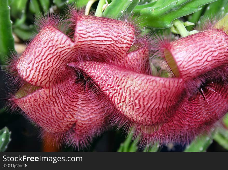 Couple red cactus flowers closeup shot. Couple red cactus flowers closeup shot