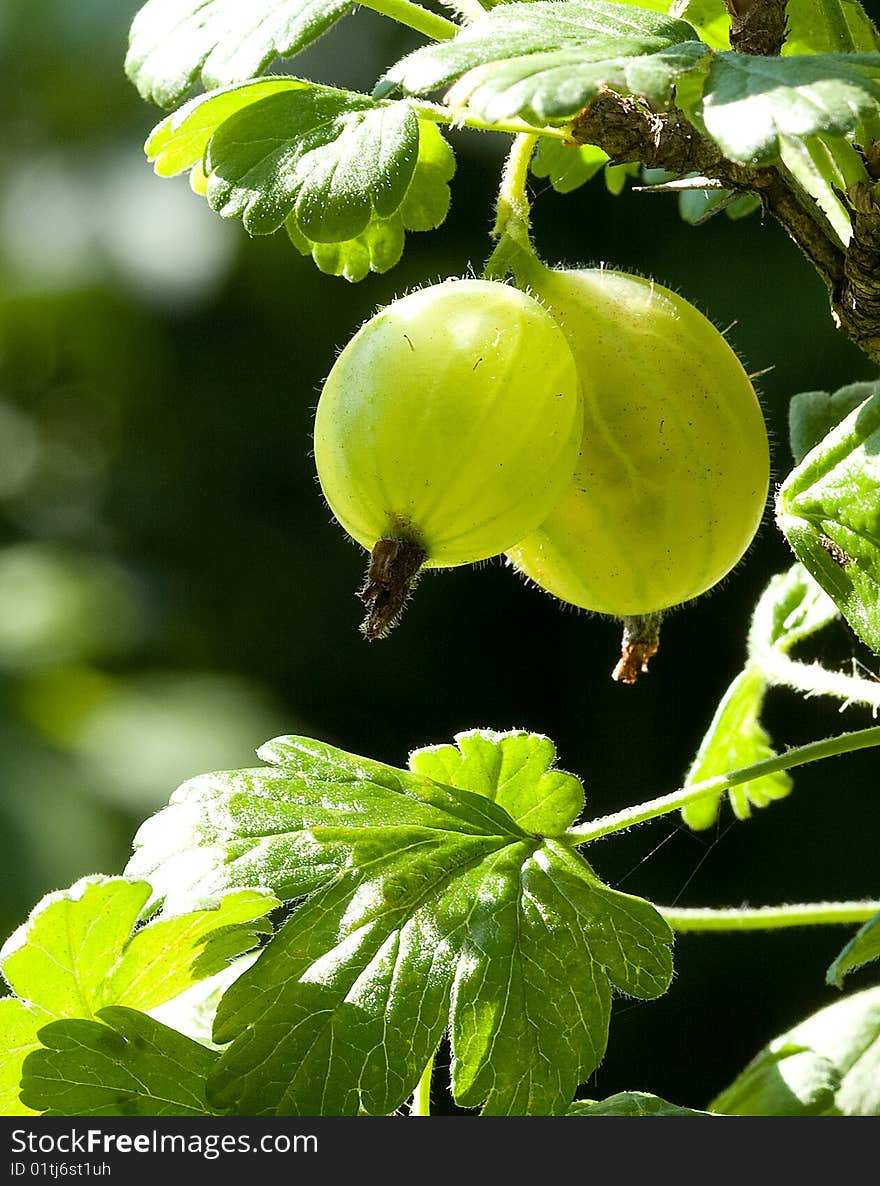 Gooseberries