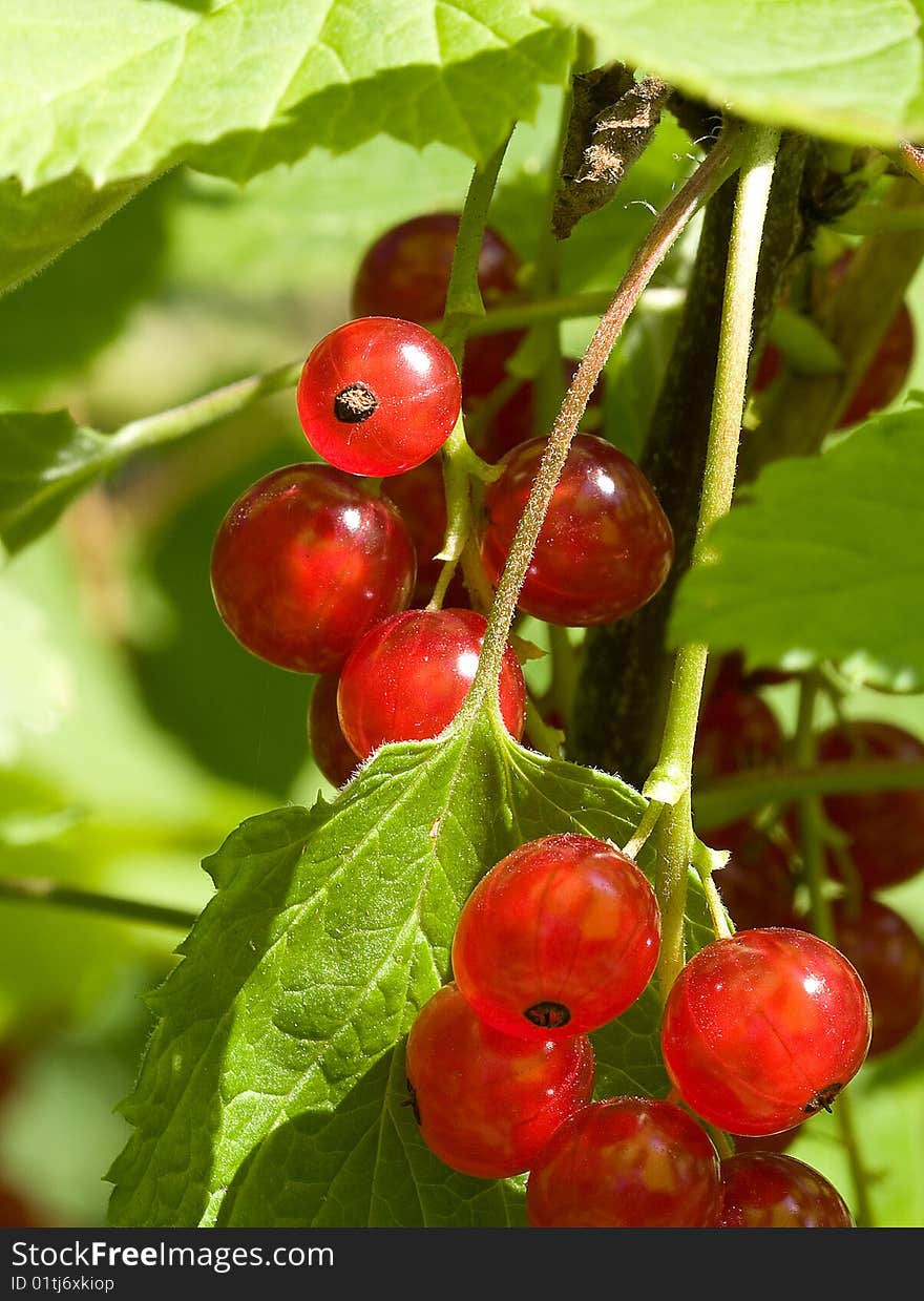 Red Currant