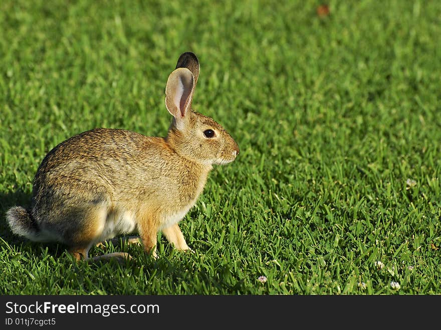 Small bunny rabbit on the grass lawn