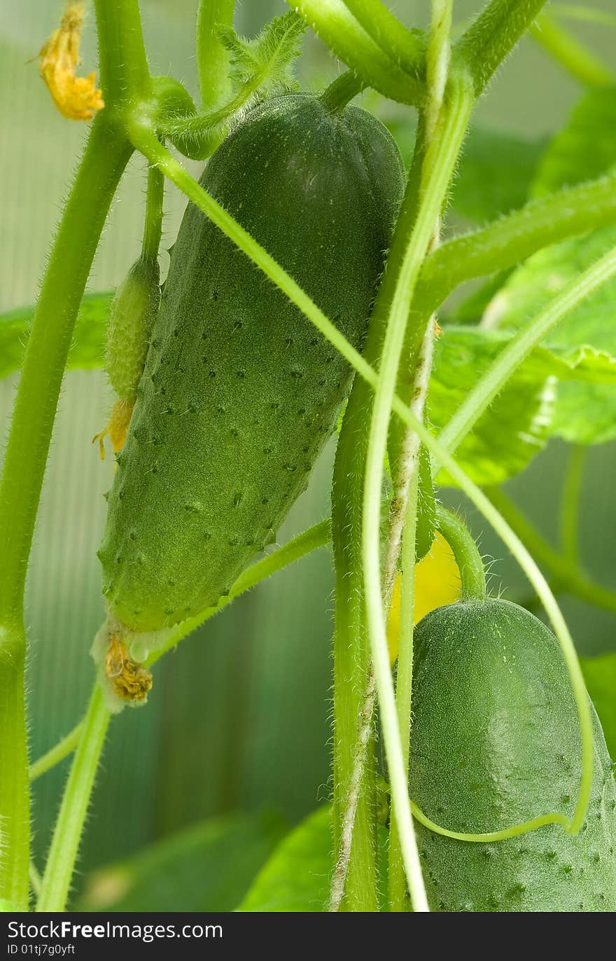 Green cucumbers