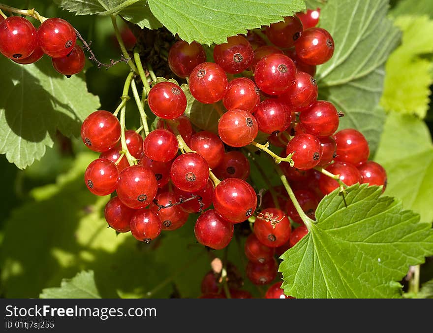 Red currant