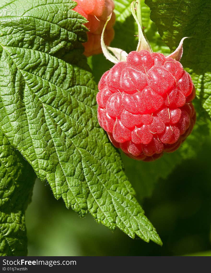 Fresh raspberries