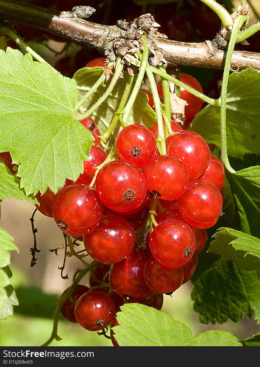 Red Currant