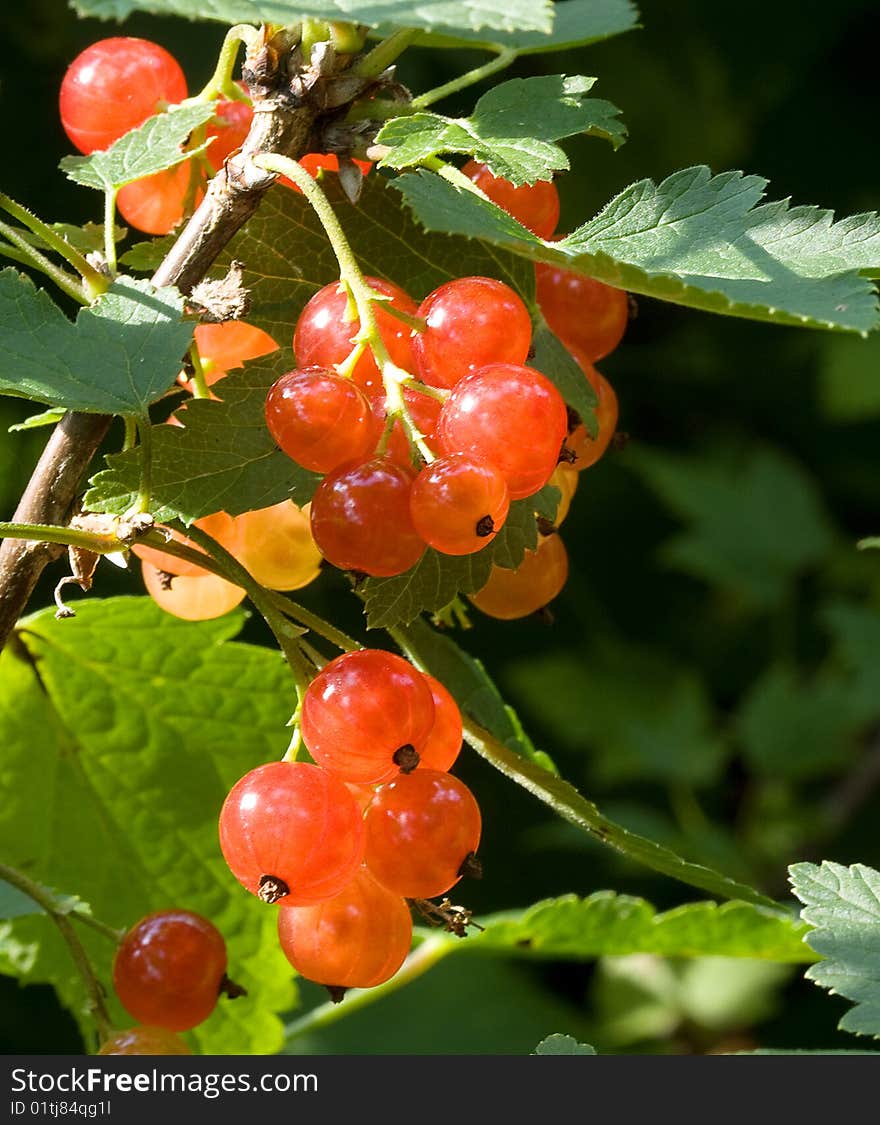 Red Currant