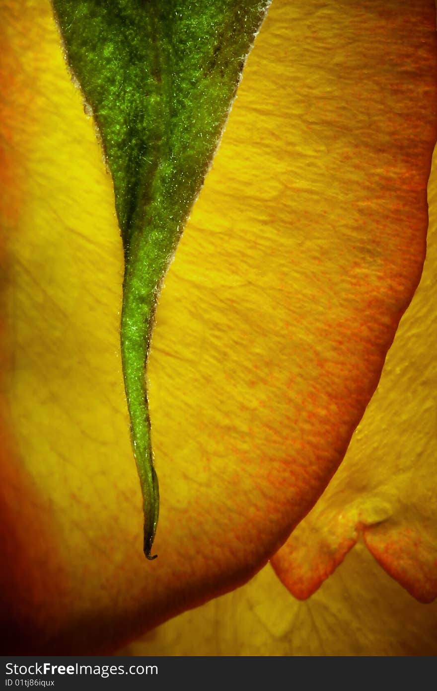 Vertical shoot of a green leaf with yellow red rose on the background