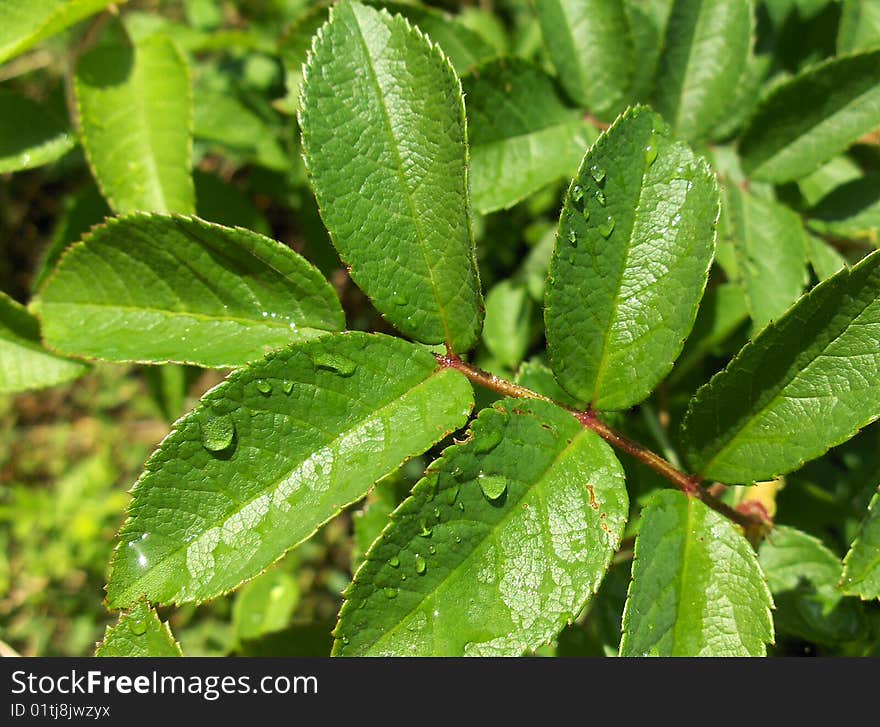 Wet green flower leaves.