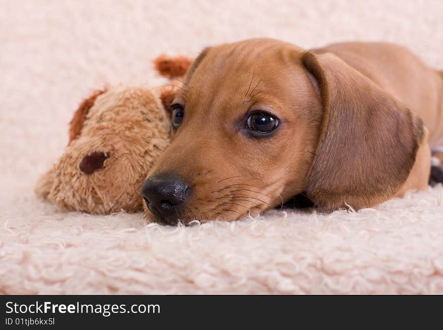 Puppy rests on the couch next to a toy dog