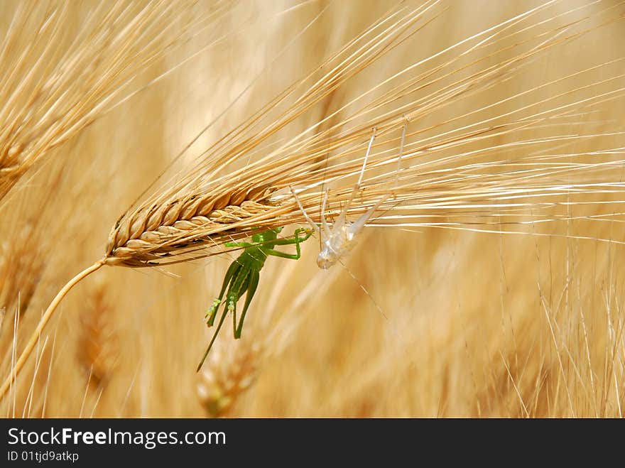 Grasshoppers on wheat ears