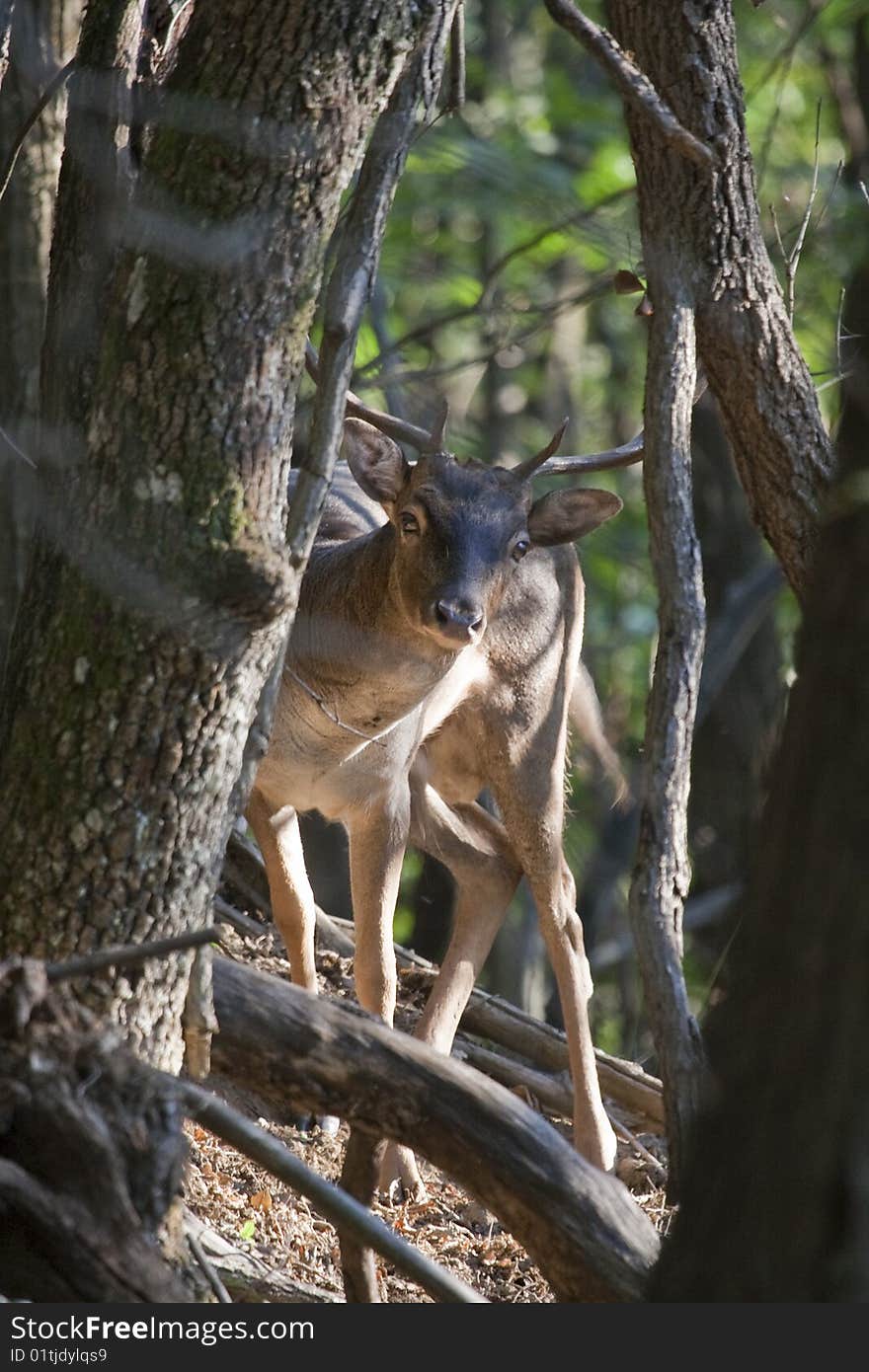 Peekaboo fallow deer male in the wood, looking at camera. Peekaboo fallow deer male in the wood, looking at camera