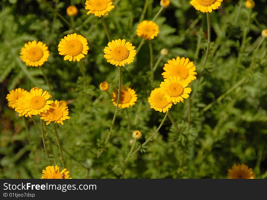 Meadow Yellow Flowers