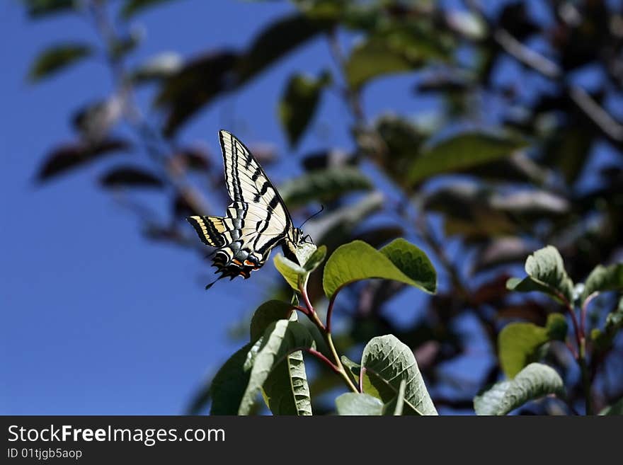 A beautiful yellow, Monarch Butterfly resting a leaf in the sunshine. A beautiful yellow, Monarch Butterfly resting a leaf in the sunshine.