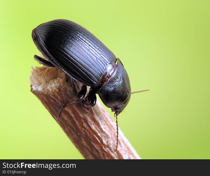 Zabrus tenebrioides on the branch