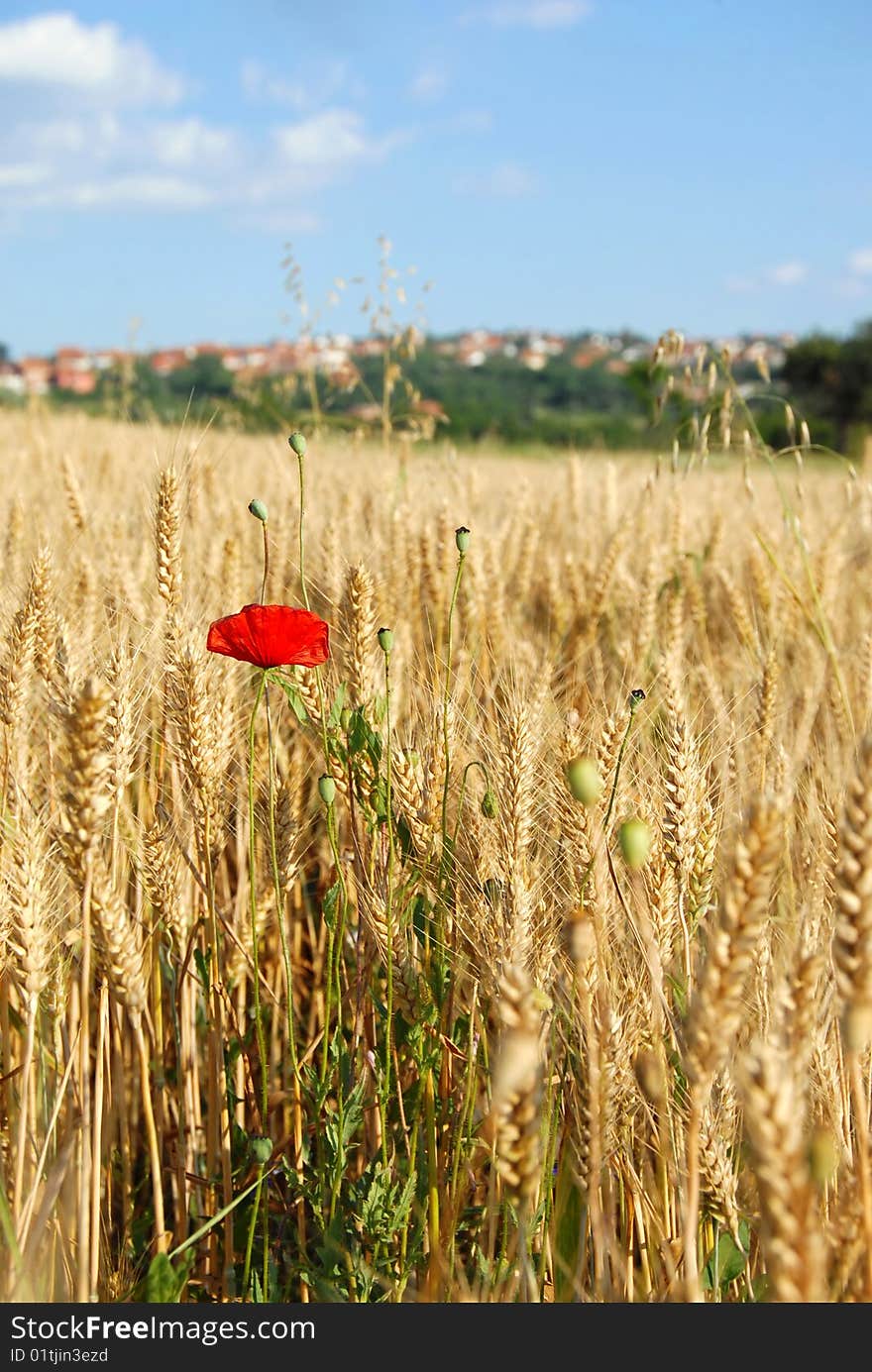 Summer field