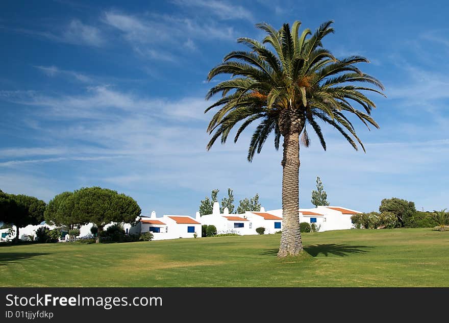 Palm tree and some traditional Portuguese houses.