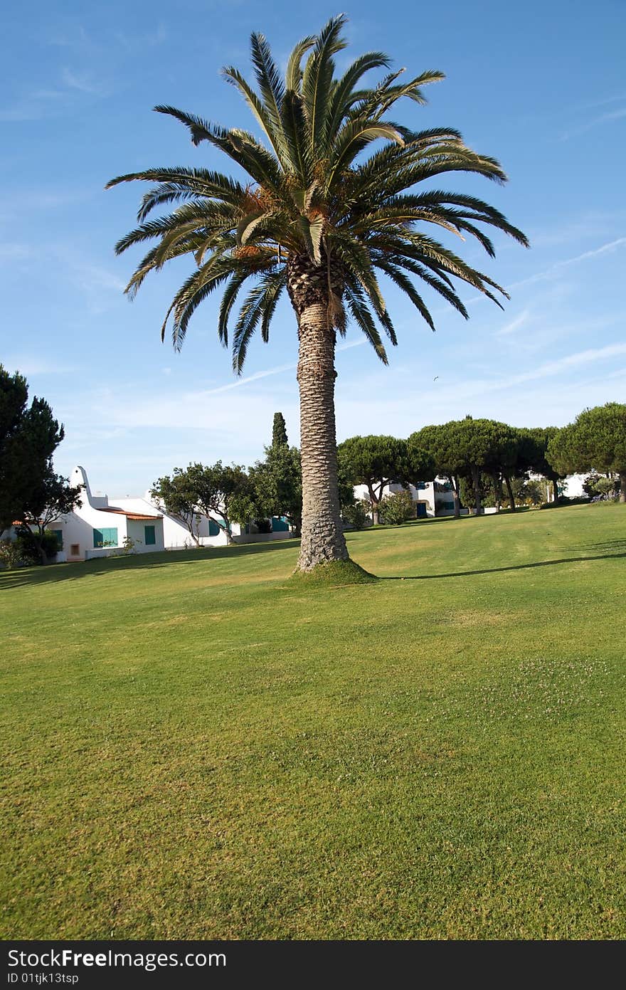 A palm tree in a garden with some traditional houses in the background. A palm tree in a garden with some traditional houses in the background.