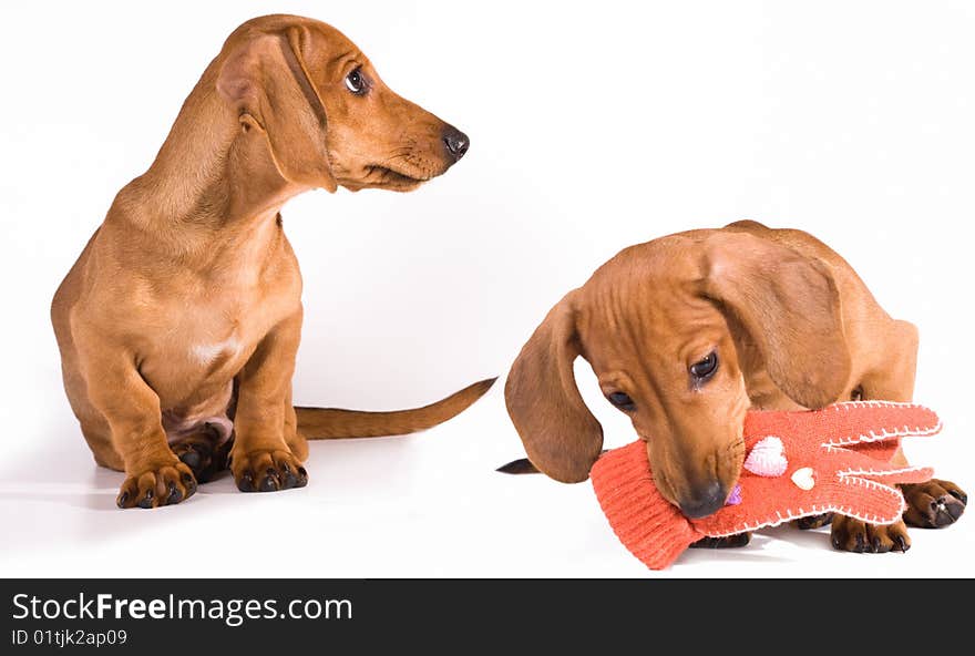 Portrait of a puppy fee for close-up profile