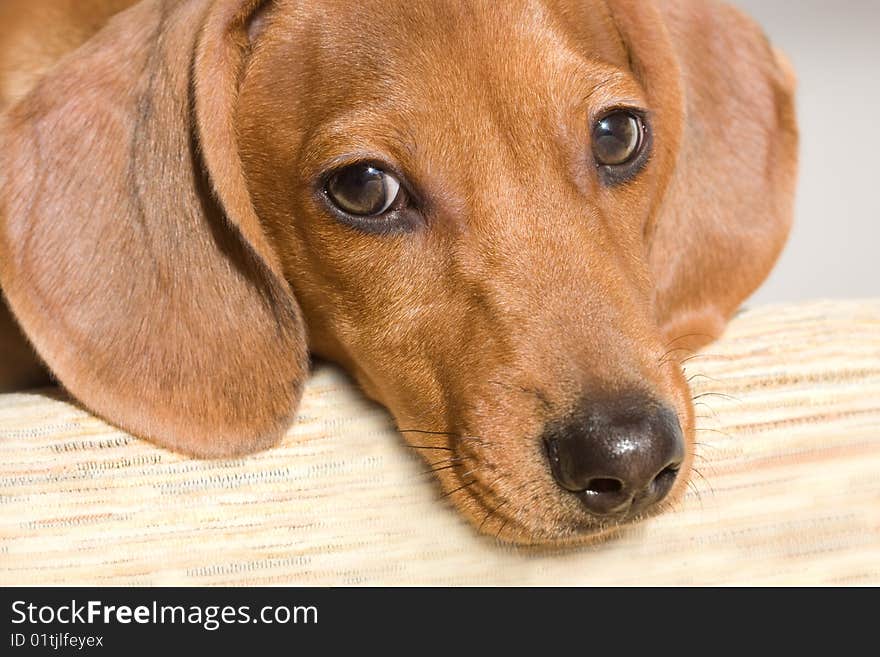 Portrait of a puppy fee for close-up profile