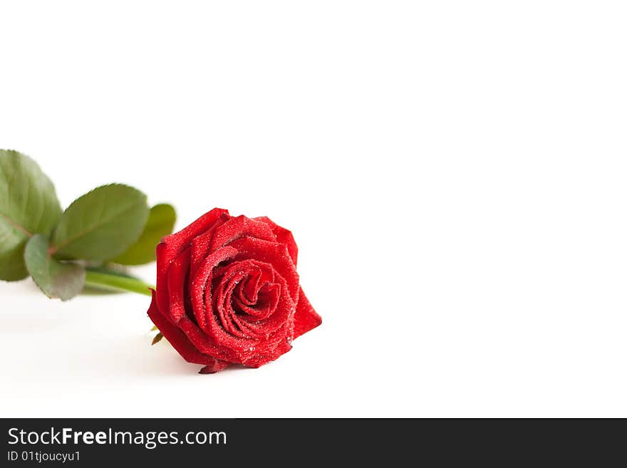 A red rose with water drops isolated on white background