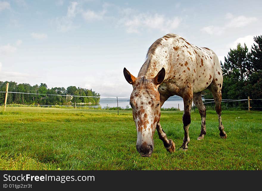 Funny horse in a pasture