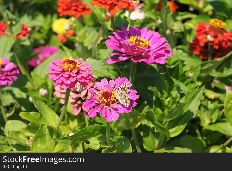 Bright  background with flowers and butterfly. Bright  background with flowers and butterfly