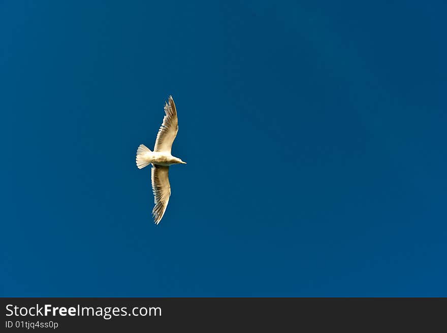 Soaring seagull