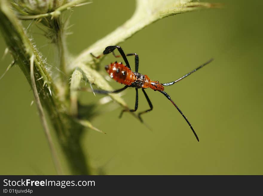 Insect On Thistle