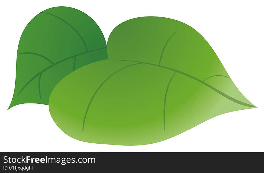 Two green leaves on a white background