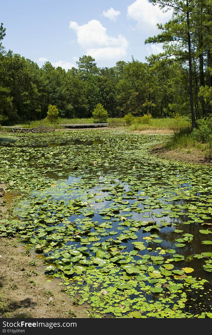 Field of lilly pads