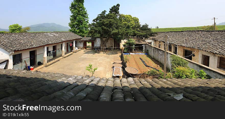 Zhuji City, Zhejiang Province, a Chinese tea farm processing, long the oldest tree. Zhuji City, Zhejiang Province, a Chinese tea farm processing, long the oldest tree